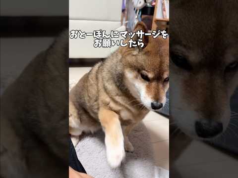 あらゆる手段でマッサージを要求する柴犬 サムネイル