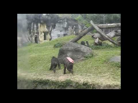 gorilla Iriki mom & son Ringo 4y8m old。Tayari mom & son Jab… サムネイル