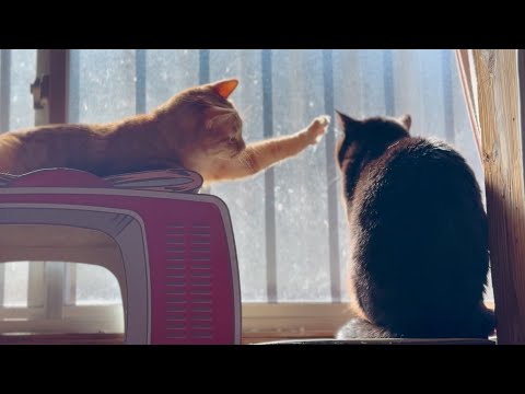 届きそうで届かない背中　So close, and yet so far サムネイル