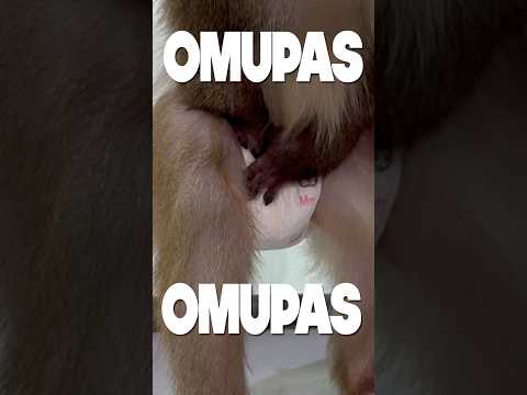 お猿さんのオムツを叩く音が可愛すぎる サムネイル