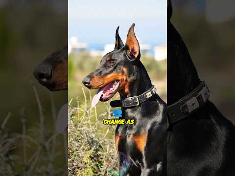 Top 3 Ways Dobermans Change as They Grow Up shorts dog pets… サムネイル
