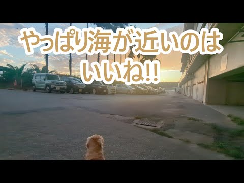なんだかんだ言っても海が近いのはいいね。ゴールデンレトリバーティト サムネイル