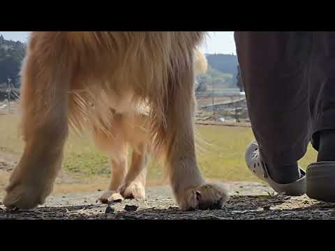 ゴールデンレトリバー２歳と８歳の違い。ビスとイロハの場合。 サムネイル