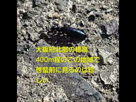 気の早いツチハンミョウ　まだ寒いのに　大阪府北部　2026年2月22日　ツチハンミョウ　有毒昆虫　昆虫　shorts サムネイル