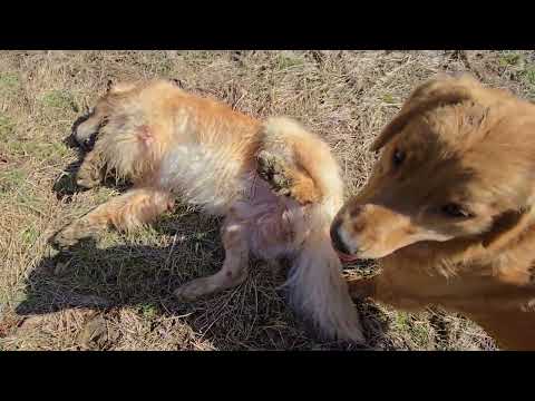 電気柵開放が待ちきれず猪突猛進？で猪になってしまうゴールデンレトリバー？ サムネイル