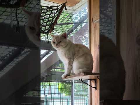 shorts 眠り姫のマヤちゃん　那須どうぶつ王国　IMG 7978 サムネイル