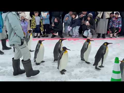 「ペンギンの散歩」　旭山動物園にて　2025年12月20日 サムネイル