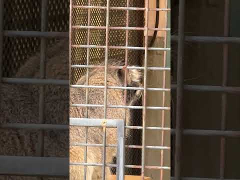 shorts 横向きイーリスくん　マヌルネコ　王子動物園にて　2025年12月27日 サムネイル