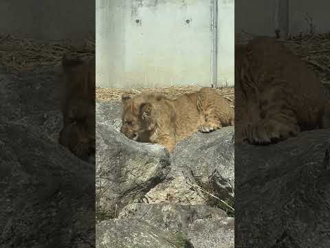 shorts 君はデンくん？アルくん？　ライオンファミリー　のんほいパークにて　2026年2月13日 サムネイル