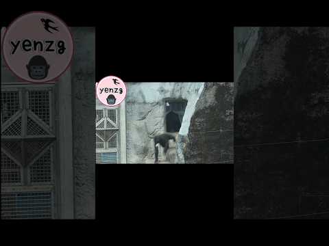 Jabali被Ringo趕出來🤣 gorilla gorillatag 金剛猩猩 taipeizoo 台北市立動物園 サムネイル