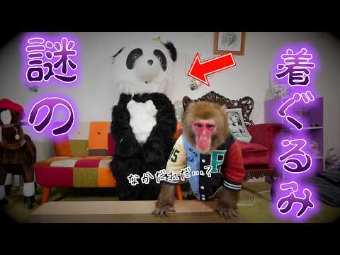 部屋に中身が飼い主ではない着ぐるみがずっといたらお猿さんも怖いんだろうか。 サムネイル