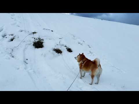 自分の実力を過信しすぎない柴犬 サムネイル