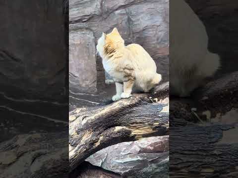 shorts アルドくん　スナネコ　那須どうぶつ王国　IMG 9955 サムネイル