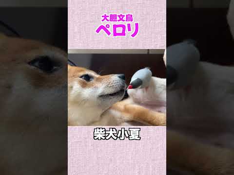 大胆文鳥ペロリ 柴犬 shibainu 癒し サムネイル