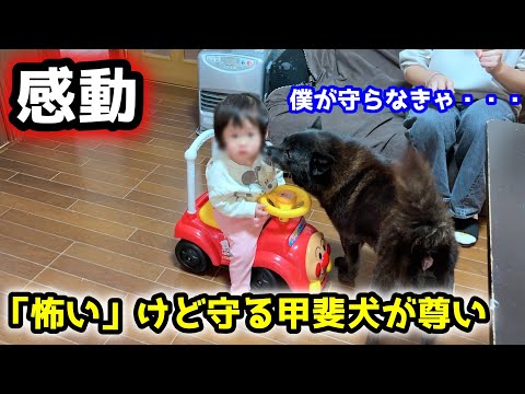 【感動】怖いはずなのに...赤ちゃんを守ろうと葛藤する甲斐犬が尊い サムネイル