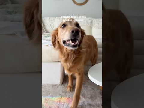 coming home to my golden retriever🥵goldenretreivers dog pup… サムネイル