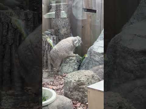 shorts オリちゃん 帰ると決めたら一気に🤭　マヌルネコ　埼玉県こども動物自然公園にて　2026年3月7日 サムネイル