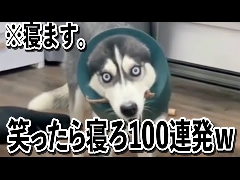 【何やってんだよww】ツッコミどころ満載な面白犬動画見て笑ったら寝ろww サムネイル