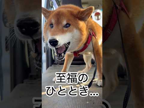 ’26.1.6 力丸の力走… 柴犬 shibainu 柴犬のいる暮らし 柴犬の日常 走る犬 おやつ 力丸 サムネイル
