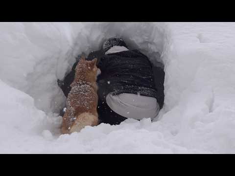 記録的大雪にもう我慢できません。。 サムネイル
