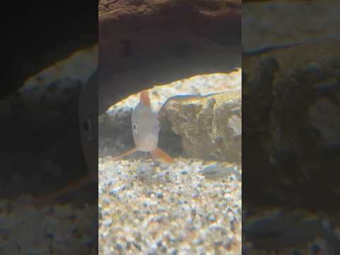 shorts ブルーボーシャ　青の世界展　山梨県立富士湧水の里水族館にて　2026年2月21日 サムネイル