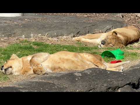 トムくんもサナちゃんも気持ち良さそう☺️ ライオン　浜松市動物園にて　2026年2月15日 サムネイル