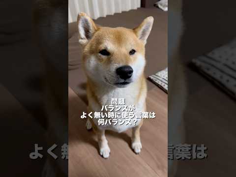 柴犬とん君、「アン」バランスが答えられるのか！？ サムネイル