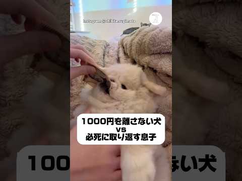 1000円を離さない犬 vs 本気の息子　犬　犬のいる暮らし 面白い　いぬ　ペキニーズ サムネイル