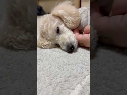 shorts 今日のタローちゃん　トイプードル　2026年2月3日 サムネイル