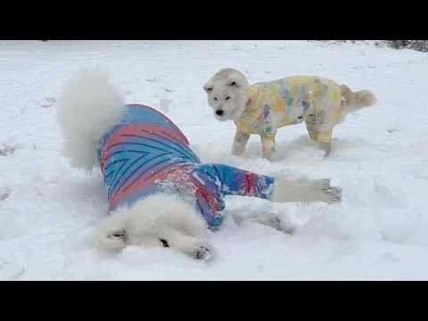 大雪が嬉しすぎてヘッドスライディングを決めるサモエドに雪よりも冷たい視線を送る柴犬 サムネイル