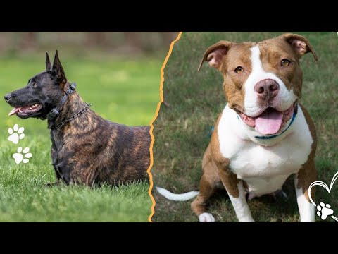 These 4 Dog Breeds Are Not for New Dog Owners サムネイル