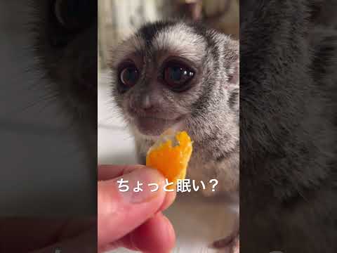 ごはん中に思わずうとうとするよっちゃん♪shorts おばあちゃん 動物園 サムネイル