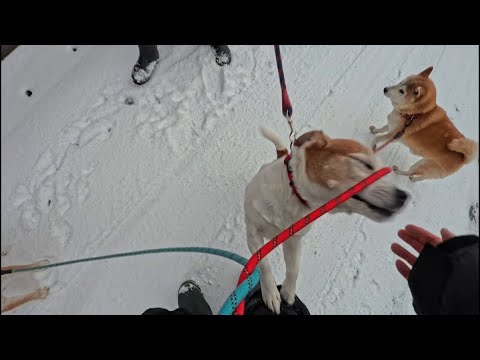 2026年2月12日(木) だいすきな雪の上だと更に元気に はしゃぎまくる ぐんま君 サムネイル