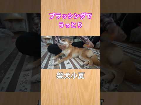 ブラッシングでうっとり 柴犬 shibainu 癒し サムネイル