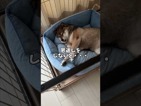 札幌市民へ🐕柴犬花さんからの恩返し サムネイル
