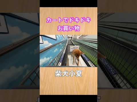 カートでドキドキ お買い物 柴犬 神戸 shibainu 癒し サムネイル