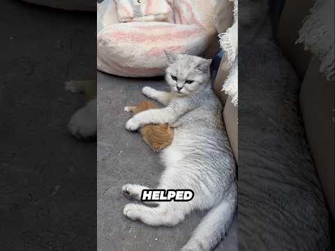 Mother cat accepts new kitten as her own ❤ サムネイル