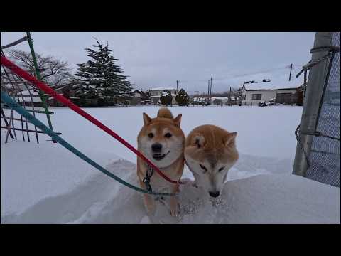 2026年3月4日(水) 前から見るとずっとニコニコ散歩してる親子 サムネイル