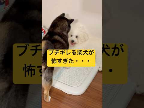 最後の顔が、、、ちょっかい出し過ぎた弟の末路　柴犬 shibainu サムネイル