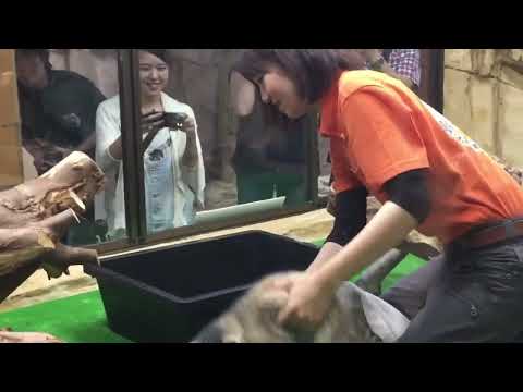 コマヌル公開開始❣️  マヌルネコ  那須どうぶつ王国 7 13 2 サムネイル