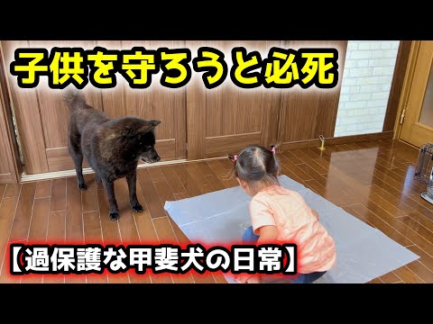 【ほっこり】心配性の甲斐犬が子供LOVEすぎて守ろうと必死 サムネイル