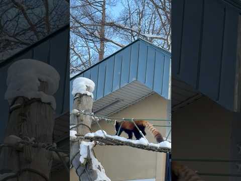 #shorts タッタッタタ🐾　レッサーパンダ　旭山動物園にて2025年12月19日 サムネイル