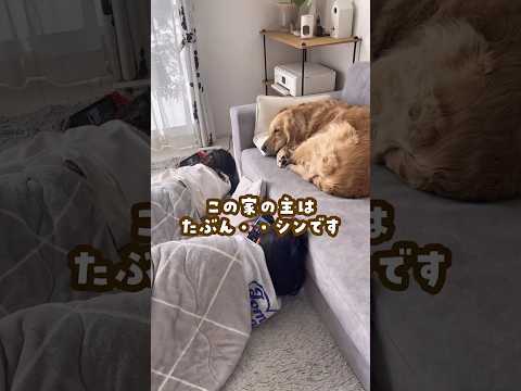 この家の主はシンです。 ゴールデンレトリバー 大型犬のいる生活 goldenretreiver 癒し サムネイル