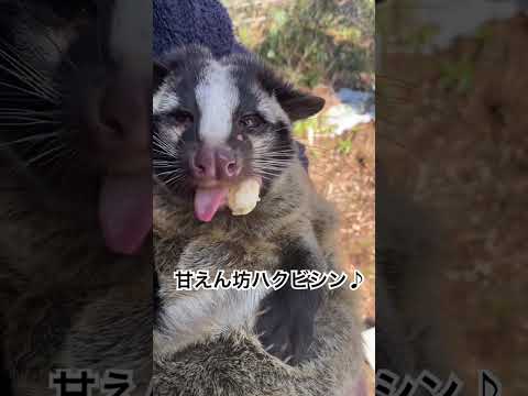 久々にハクちゃんを抱っこ♪shorts ハクビシン 動物園 サムネイル