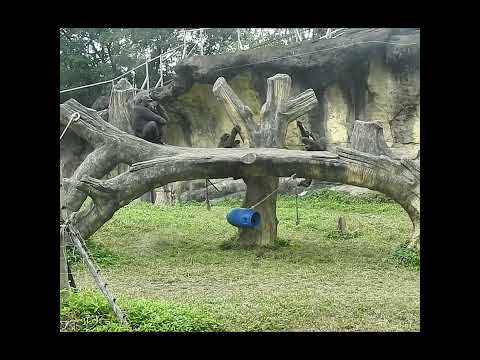 gorilla brothers Jabali 5y2m old & Ringo 4y7m old. shorts.… サムネイル