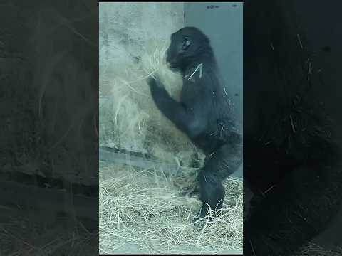 Gorilla Ringo enjoyed building nest, so cute gorillatag tai… サムネイル