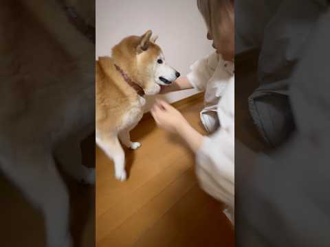 柴犬福 姉と揉めてる柴犬🤣Sister vs Shiba🤣姉と柴 shorts funny funnydog dogs… サムネイル