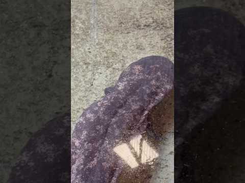 shorts ココのオオサンショウウオよく動く🫢！！　ごかつら池どうぶつパークにて　2026年1月24日 サムネイル