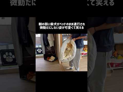朝の弱い柴犬がベッドのまま連行され微動だにしない姿が可愛くて笑える 柴犬 shibainu shorts サムネイル