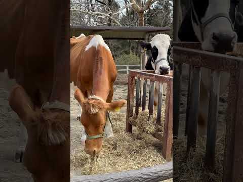 shorts ペコちゃんとコハルちゃん　埼玉県こども動物自然公園にて　2026年3月6日 サムネイル